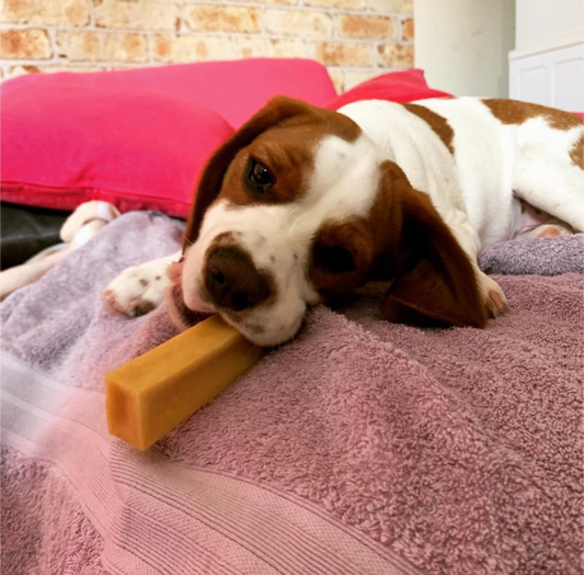 tan and white beagle lying on a bed with a himalayan dog chew in it's mouth