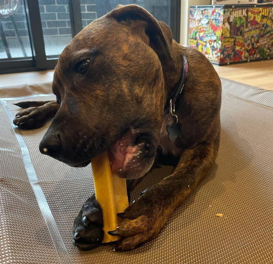 brown dog lying down holding a himalayan chew between it's paws with the other end in it's mouth