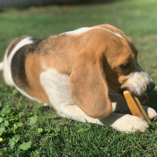 Long eared beagle puppy gnawing a Himalayan dog chew