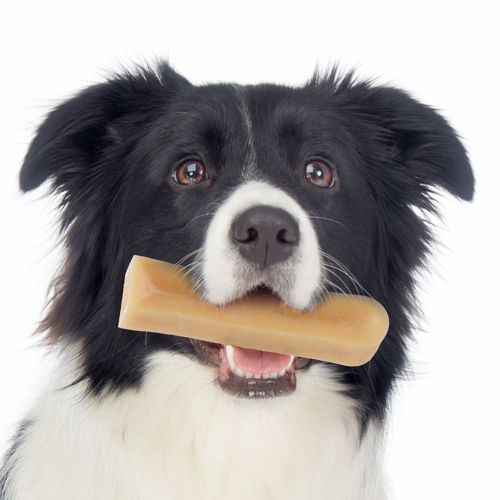 Border collie type dog holding himalayan chew in mouth