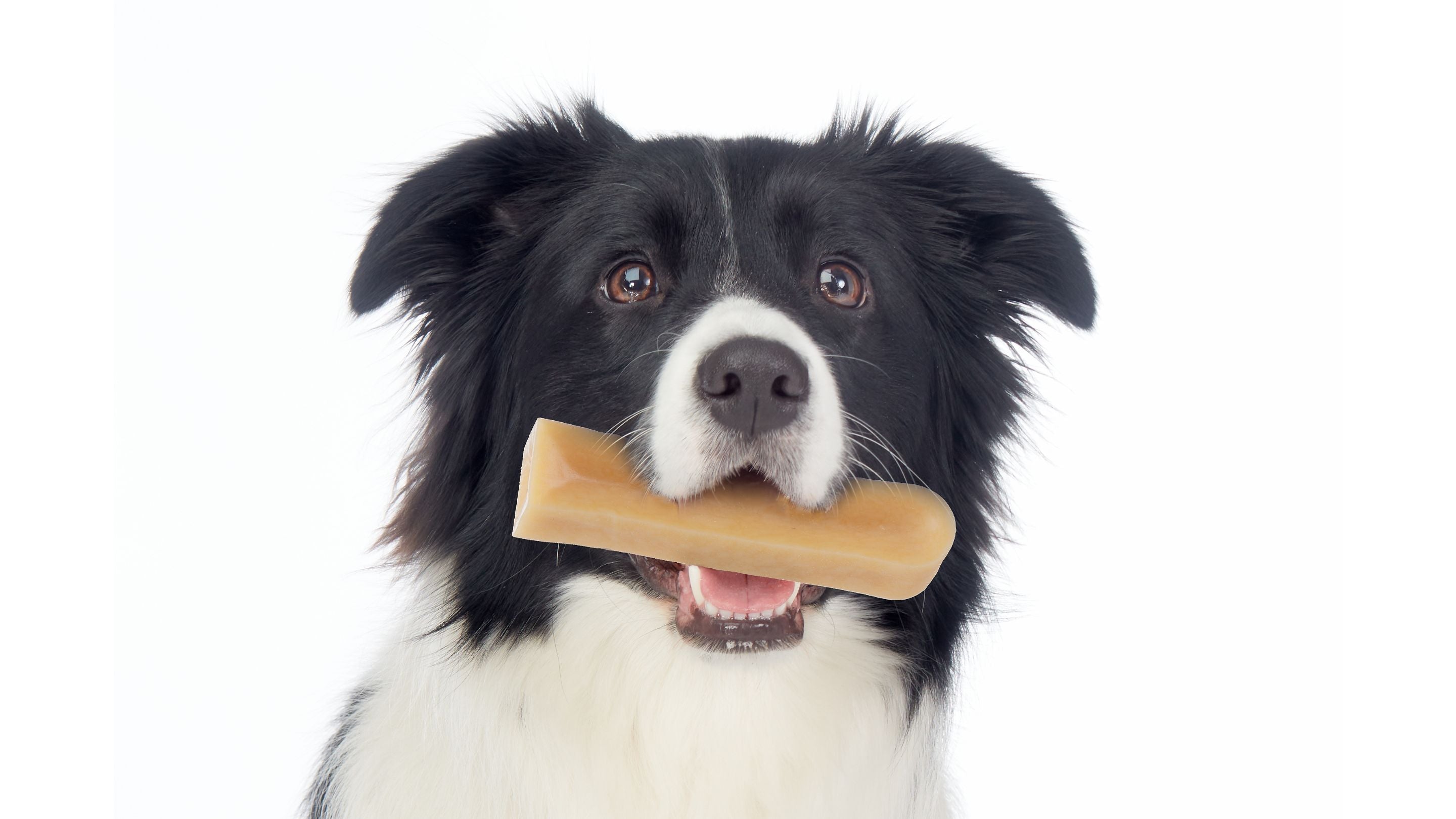 Black and white collie type dog holding Himalayan Dog Chew in mouth