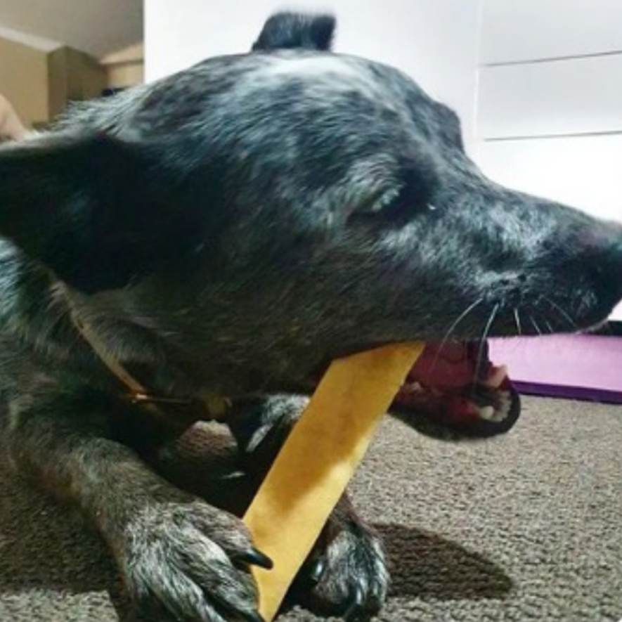 cattle dog chewing himalayan chew